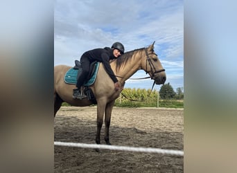 Más caballos centroeuropeos, Caballo castrado, 5 años