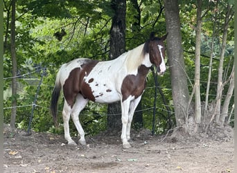 Más caballos centroeuropeos, Caballo castrado, 5 años