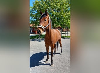 Más caballos centroeuropeos, Caballo castrado, 5 años, Castaño