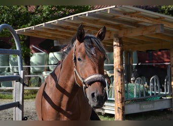 Más caballos centroeuropeos, Caballo castrado, 5 años, Castaño
