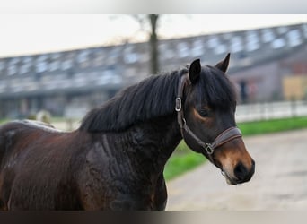 Más caballos centroeuropeos, Caballo castrado, 5 años, Castaño oscuro