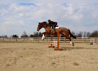 Más caballos centroeuropeos, Caballo castrado, 5 años, Castaño-ruano