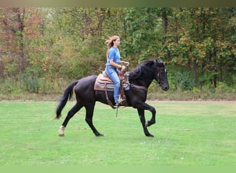 Más caballos centroeuropeos, Caballo castrado, 5 años, Negro