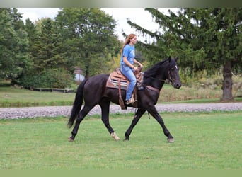 Más caballos centroeuropeos, Caballo castrado, 5 años, Negro