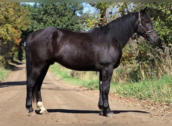 Más caballos centroeuropeos, Caballo castrado, 5 años, Negro