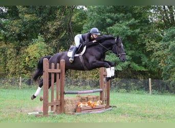 Más caballos centroeuropeos, Caballo castrado, 5 años, Negro