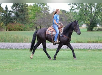 Más caballos centroeuropeos, Caballo castrado, 5 años, Negro