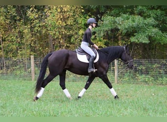 Más caballos centroeuropeos, Caballo castrado, 5 años, Negro