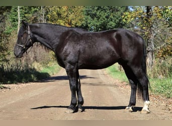 Más caballos centroeuropeos, Caballo castrado, 5 años, Negro