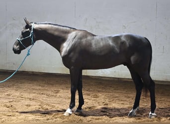 Más caballos centroeuropeos, Caballo castrado, 5 años, Negro