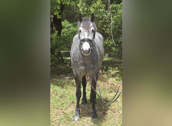 Más caballos centroeuropeos Mestizo, Caballo castrado, 5 años, Tordo