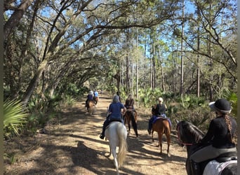 Más caballos centroeuropeos Mestizo, Caballo castrado, 5 años, Tordo