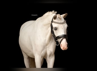 Más caballos centroeuropeos, Caballo castrado, 6 años, 120 cm, Tordo