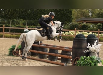 Más caballos centroeuropeos, Caballo castrado, 6 años, 120 cm, Tordo