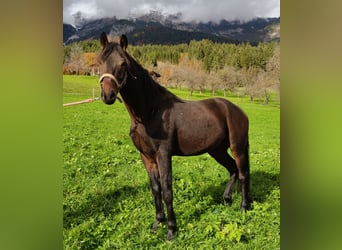 Más caballos centroeuropeos, Caballo castrado, 6 años, 150 cm, Castaño oscuro