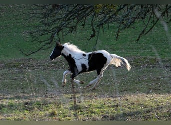 Más caballos centroeuropeos Mestizo, Caballo castrado, 6 años, 152 cm, Tobiano-todas las-capas