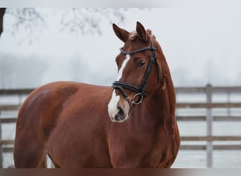 Más caballos centroeuropeos, Caballo castrado, 6 años, 153 cm, Alazán