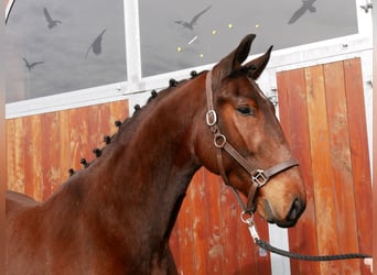 Más caballos centroeuropeos, Caballo castrado, 6 años, 155 cm