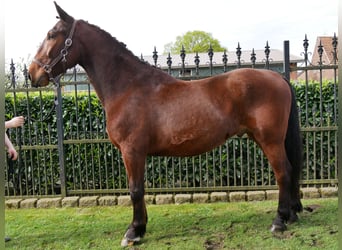 Más caballos centroeuropeos, Caballo castrado, 6 años, 155 cm