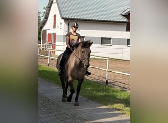 Más caballos centroeuropeos, Caballo castrado, 6 años, 156 cm, Bayo
