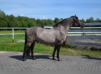 Más caballos centroeuropeos Mestizo, Caballo castrado, 6 años, 156 cm, Bayo