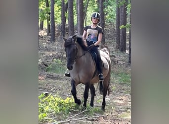 Más caballos centroeuropeos Mestizo, Caballo castrado, 6 años, 156 cm, Bayo