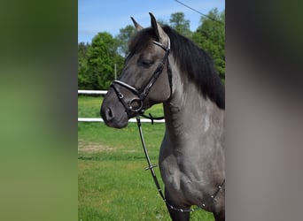 Más caballos centroeuropeos Mestizo, Caballo castrado, 6 años, 156 cm, Bayo