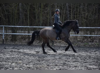 Más caballos centroeuropeos, Caballo castrado, 6 años, 156 cm, Bayo