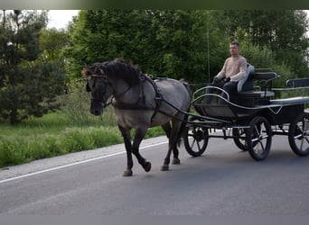 Más caballos centroeuropeos Mestizo, Caballo castrado, 6 años, 156 cm, Bayo