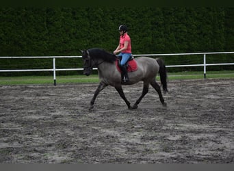Más caballos centroeuropeos Mestizo, Caballo castrado, 6 años, 156 cm, Bayo