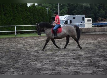 Más caballos centroeuropeos Mestizo, Caballo castrado, 6 años, 156 cm, Bayo