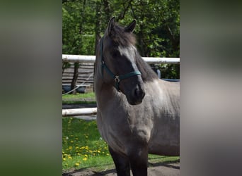 Más caballos centroeuropeos Mestizo, Caballo castrado, 6 años, 156 cm, Bayo