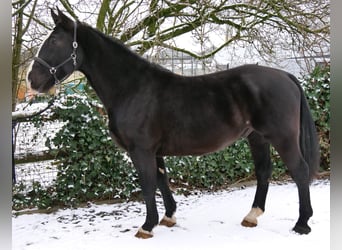 Más caballos centroeuropeos Mestizo, Caballo castrado, 6 años, 158 cm