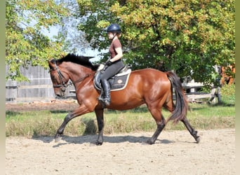 Más caballos centroeuropeos, Caballo castrado, 6 años, 158 cm, Castaño