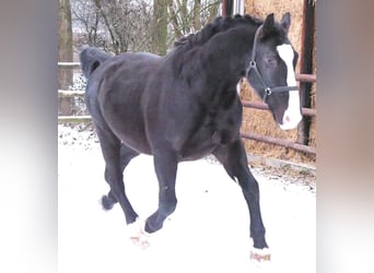 Más caballos centroeuropeos Mestizo, Caballo castrado, 6 años, 158 cm, Negro