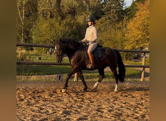 Más caballos centroeuropeos, Caballo castrado, 6 años, 158 cm, Negro