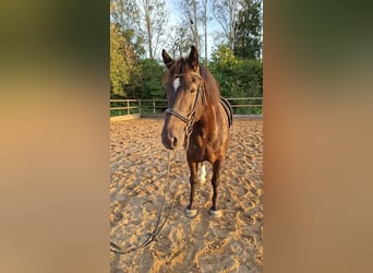 Más caballos centroeuropeos, Caballo castrado, 6 años, 158 cm, Negro