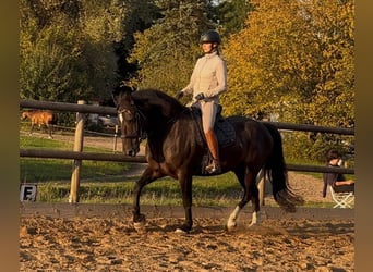 Más caballos centroeuropeos, Caballo castrado, 6 años, 158 cm, Negro