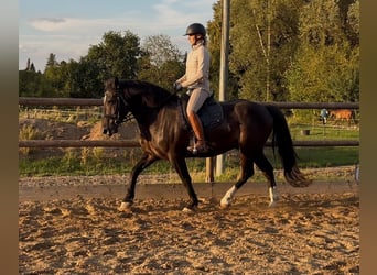 Más caballos centroeuropeos, Caballo castrado, 6 años, 158 cm, Negro