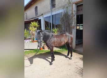 Más caballos centroeuropeos, Caballo castrado, 6 años, 158 cm, Tordillo negro