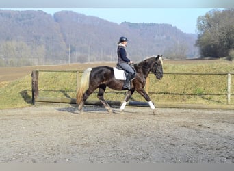 Más caballos centroeuropeos, Caballo castrado, 6 años, 160 cm