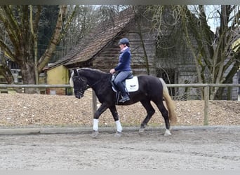 Más caballos centroeuropeos, Caballo castrado, 6 años, 160 cm