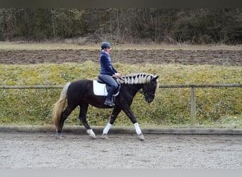 Más caballos centroeuropeos, Caballo castrado, 6 años, 160 cm