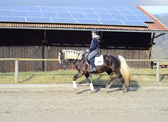 Más caballos centroeuropeos, Caballo castrado, 6 años, 160 cm