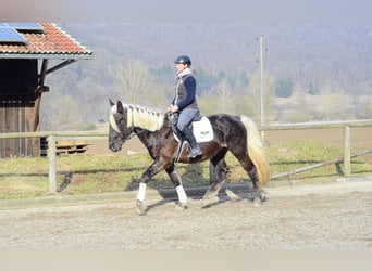 Más caballos centroeuropeos, Caballo castrado, 6 años, 160 cm