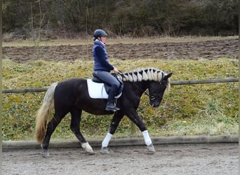 Más caballos centroeuropeos, Caballo castrado, 6 años, 160 cm