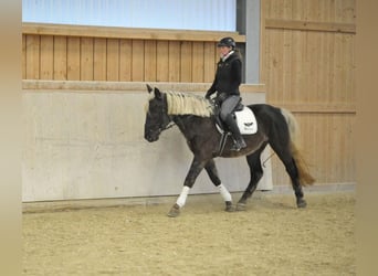 Más caballos centroeuropeos, Caballo castrado, 6 años, 160 cm