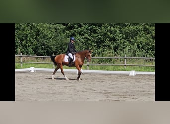 Más caballos centroeuropeos, Caballo castrado, 6 años, 160 cm, Castaño