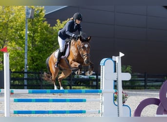 Más caballos centroeuropeos, Caballo castrado, 6 años, 160 cm, Castaño