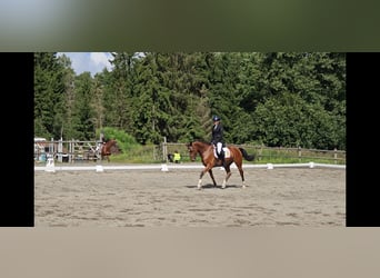 Más caballos centroeuropeos, Caballo castrado, 6 años, 160 cm, Castaño